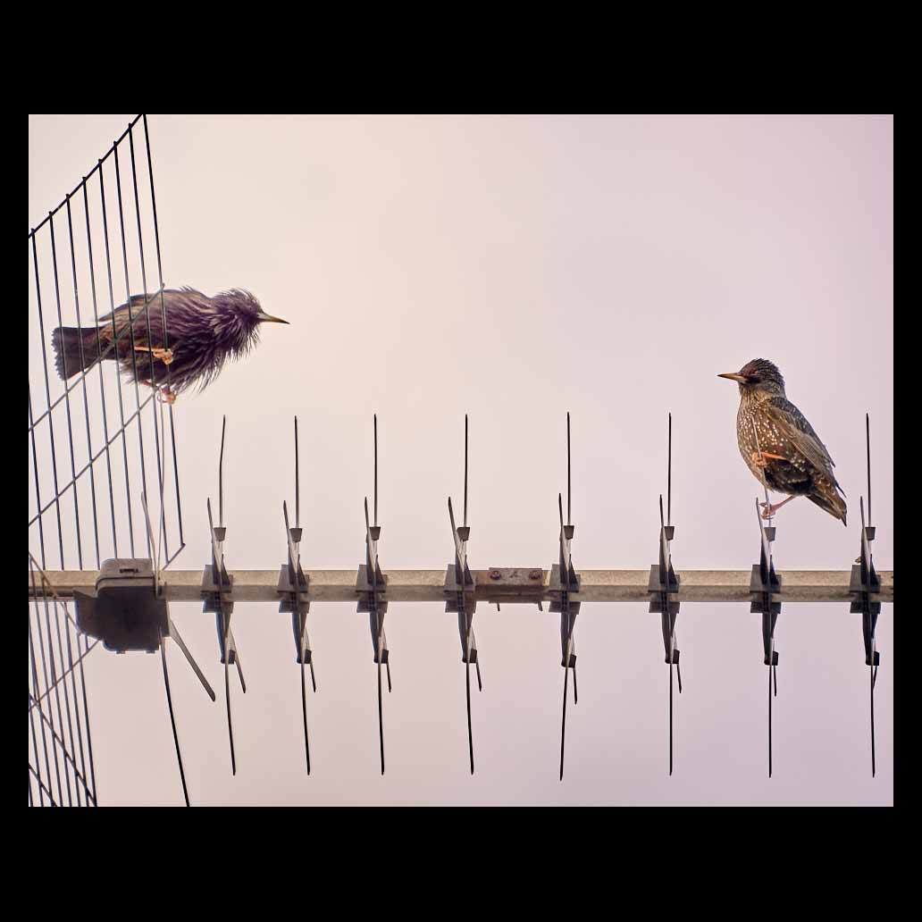 Dos pájaros se saludan sobre una antena de televisión