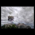 Un árbol sobre unas rocas aguanta con fuerza la embestida de una tormenta