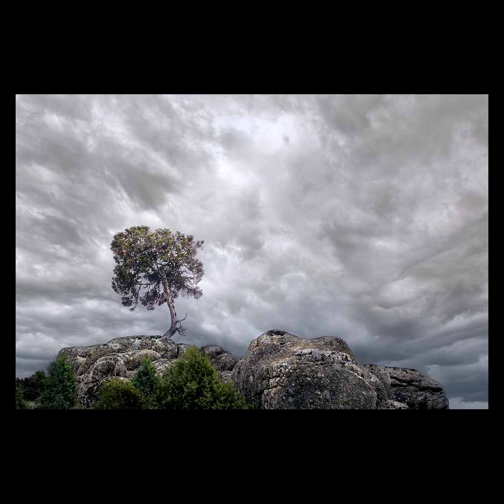 Un árbol sobre unas rocas aguanta con fuerza la embestida de una tormenta