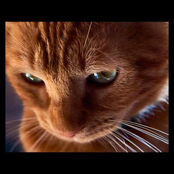 Zeus, gato pelirojo con una mirada intensa
