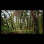 Bosque en las Islas Cíes