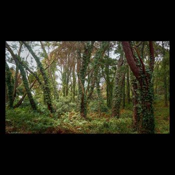 Forest in the Cíes Islands