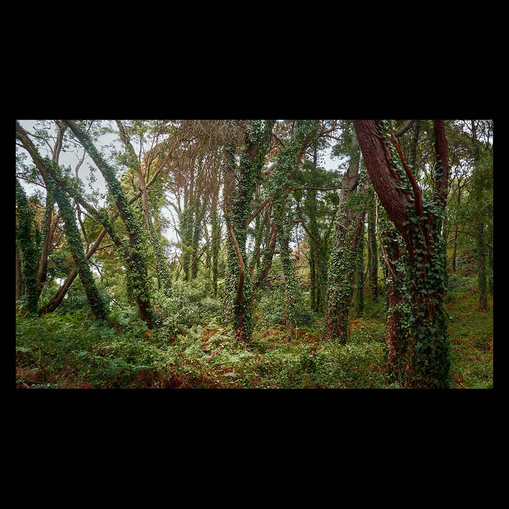 Bosque en las Islas Cíes