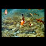 Carpas Koi de color naranja nadan en libertad en un agua turquesa que deja ver las piedras del fondo