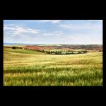Spring in the great meadows of Toledo