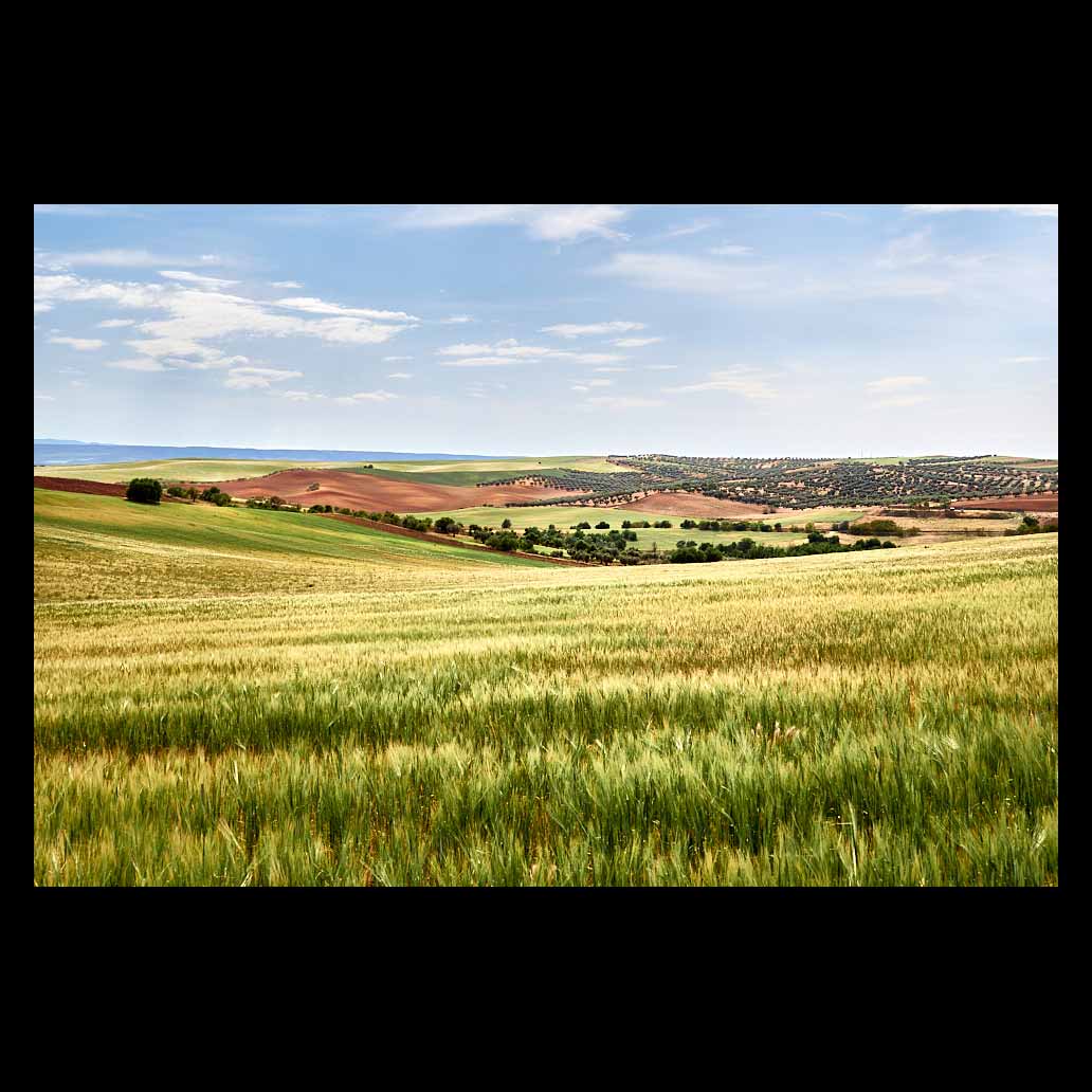 Valle toledano en primavera con sus grandes campos sembrados bajo un cielo azul