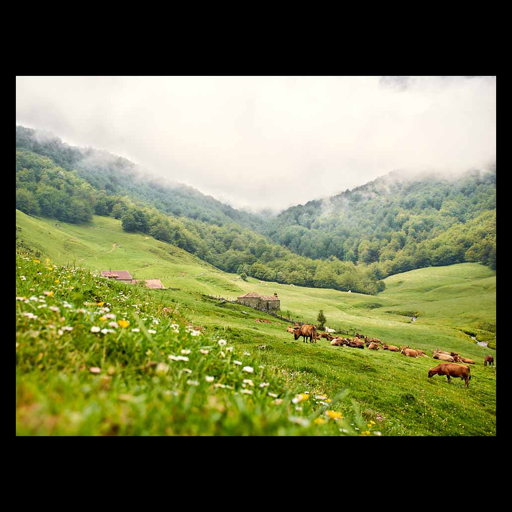 Valle donde nace el río Ponga en Asturias y donde las vacas descansan y pacen tranquilas