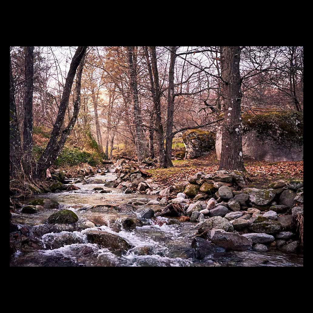 Un río cruza el bosque en invierno entre grandes rocas y hojas doradas