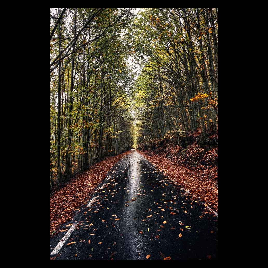 Carretera cubierta de hojas cruza por el bosque tras la lluvia de otoño