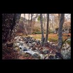 The calm of the forest in winter
