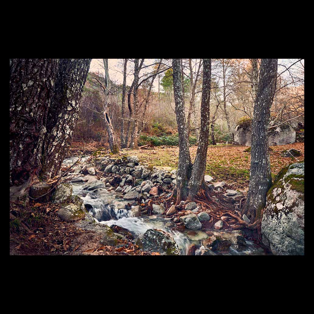 Un río surca atropelladamente entre las rocas y los árboles del bosque en invierno