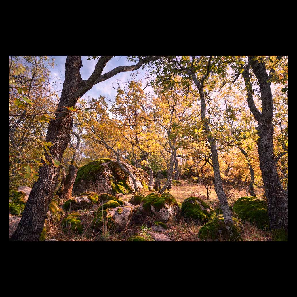 Un bosque con grandes piedras cubiertas de mullido musgo verde iluminada por la luz amarilla del atardecer