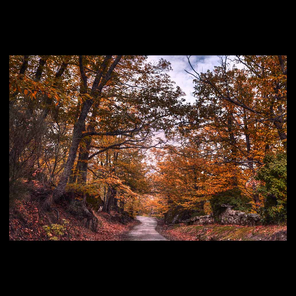 Camino por un bosque en otoño rodeado de hojas doradas, amarillas y ocres