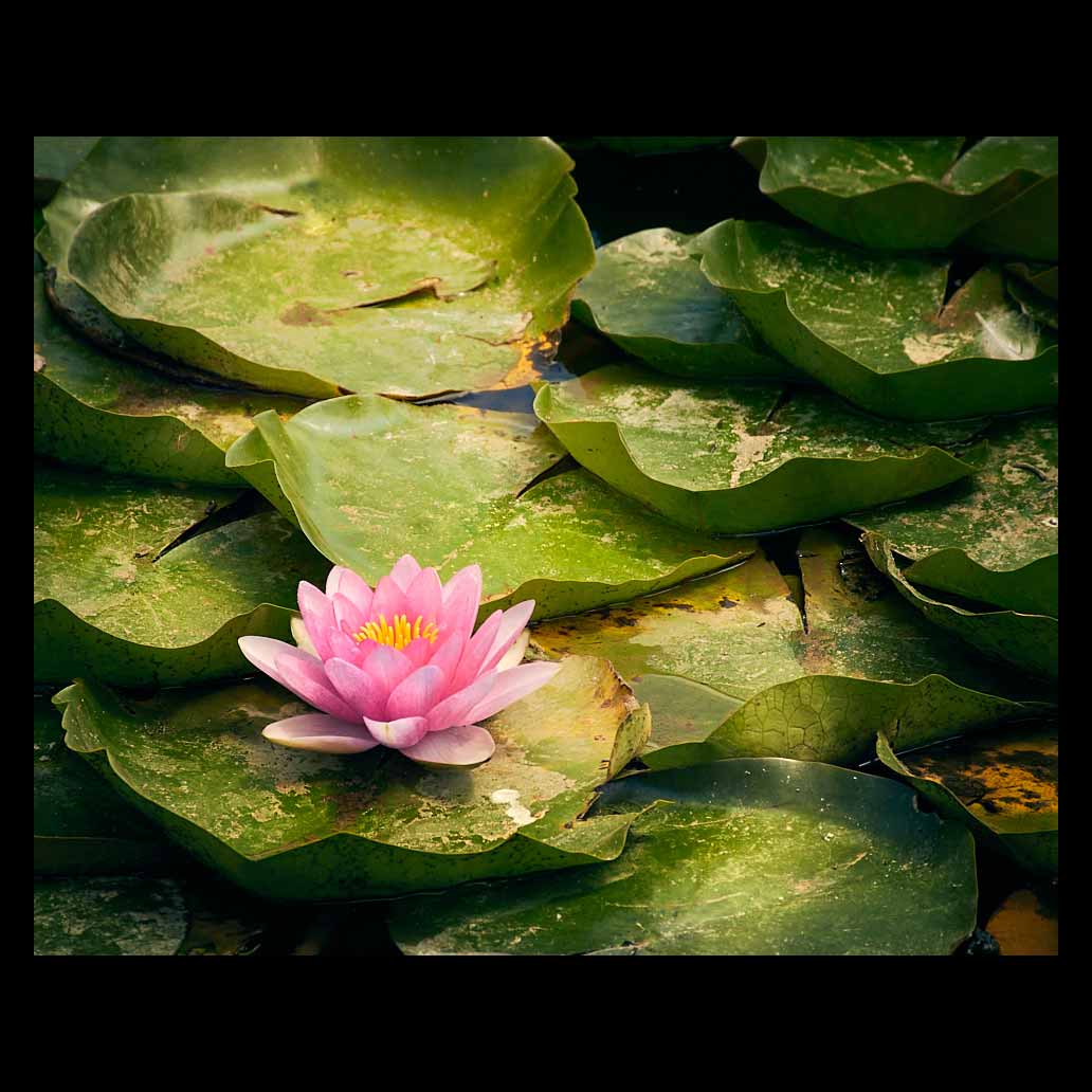 Water lily in the forest