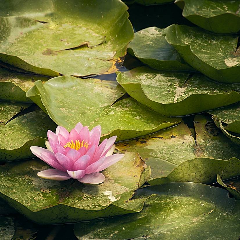 Preciosa flor de loto sobre grandes hojas verdes fotando en un estanque