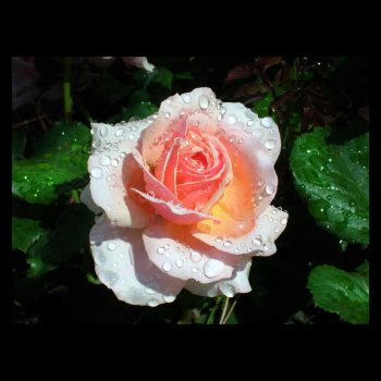 White rose in the rain