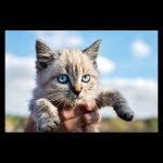 Precioso gatito de ojos azules entre las manos de su dueña que lo expone al sol
