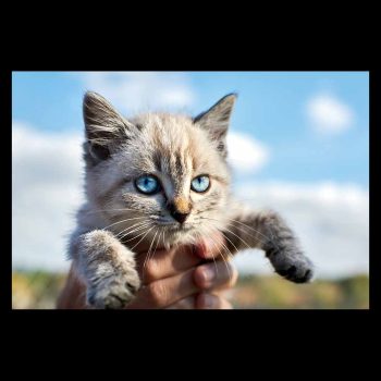 Precioso gatito de ojos azules entre las manos de su dueña que lo expone al sol