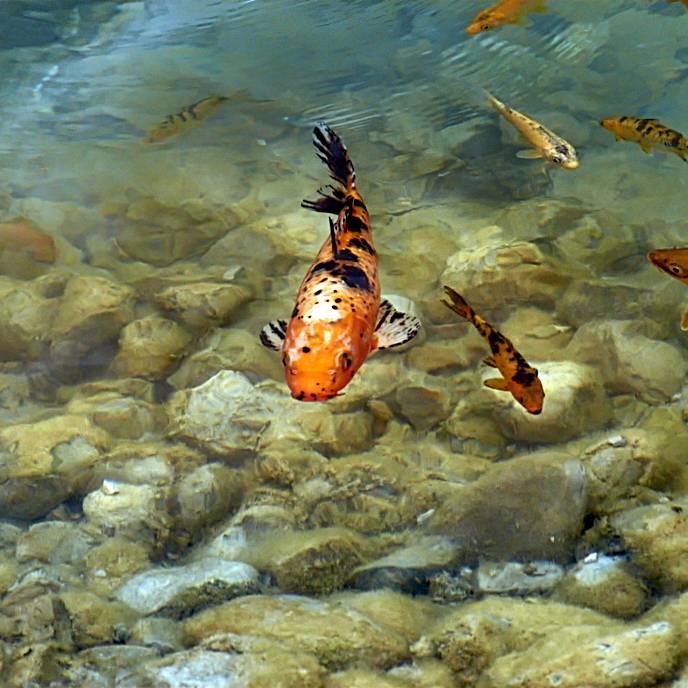 Unas bonitas carpas koi naranja nadando en libertad