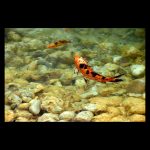 Carpas Koi de color naranja nadan en libertad en un agua cristalina que deja ver el fondo