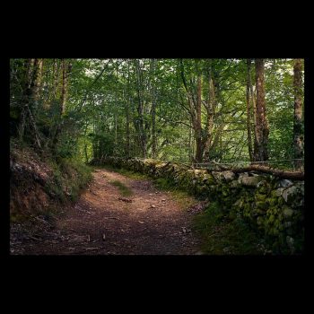 Walking in the forest