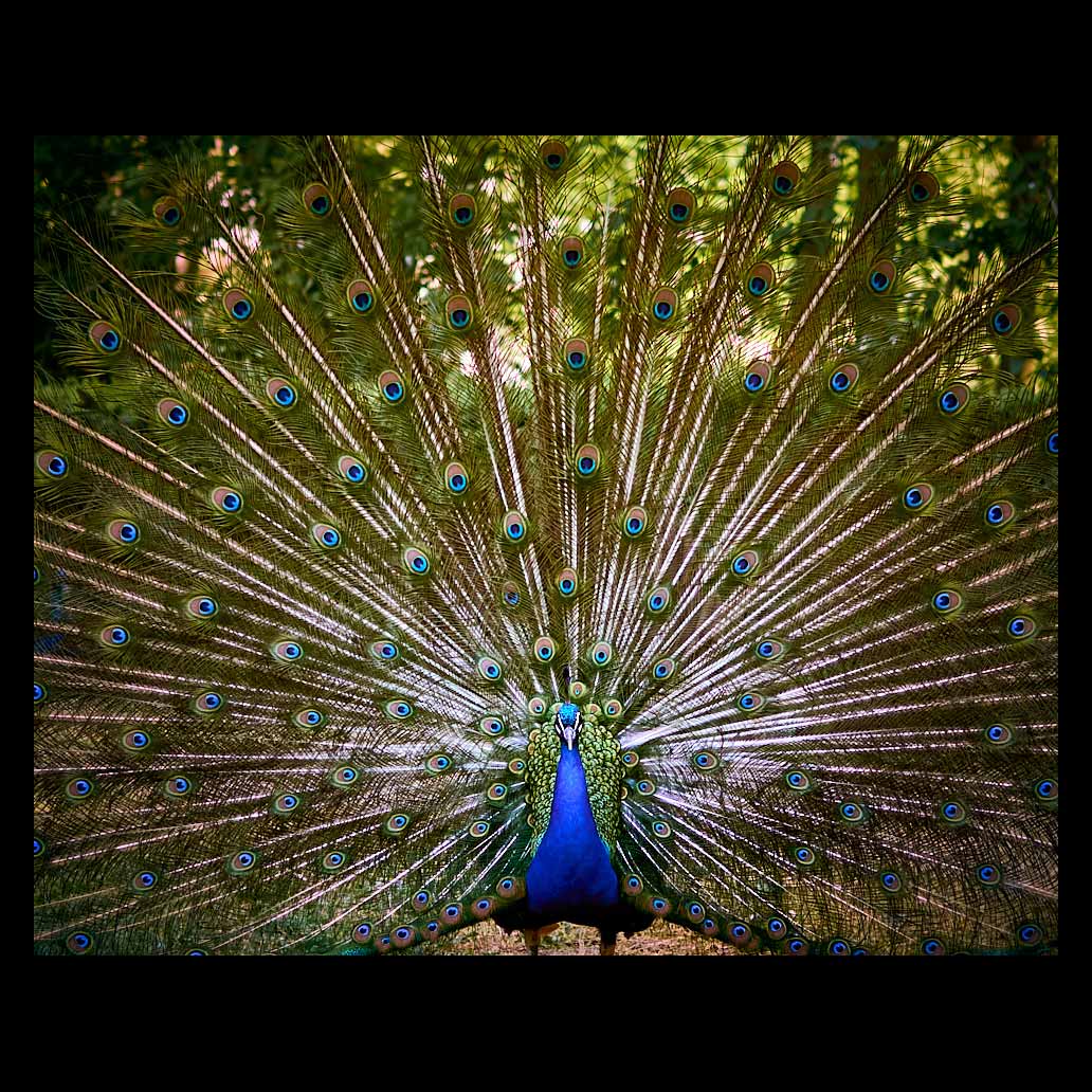 Peacock showing the beauty of its plumage