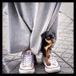 Puppy seeking protection in his owner's skirt