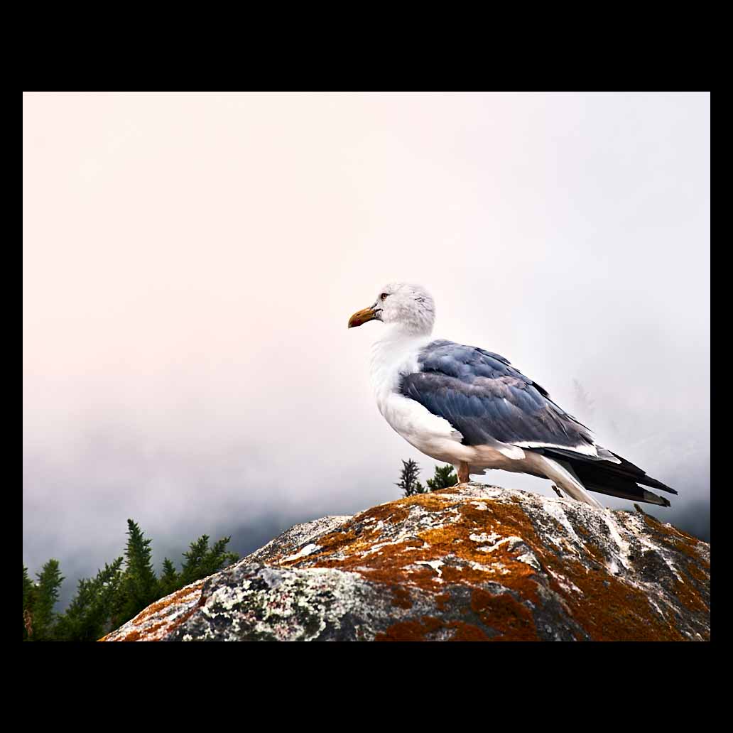 Gaviota sobre una roca en lo más alto esperando a que despeje el cielo