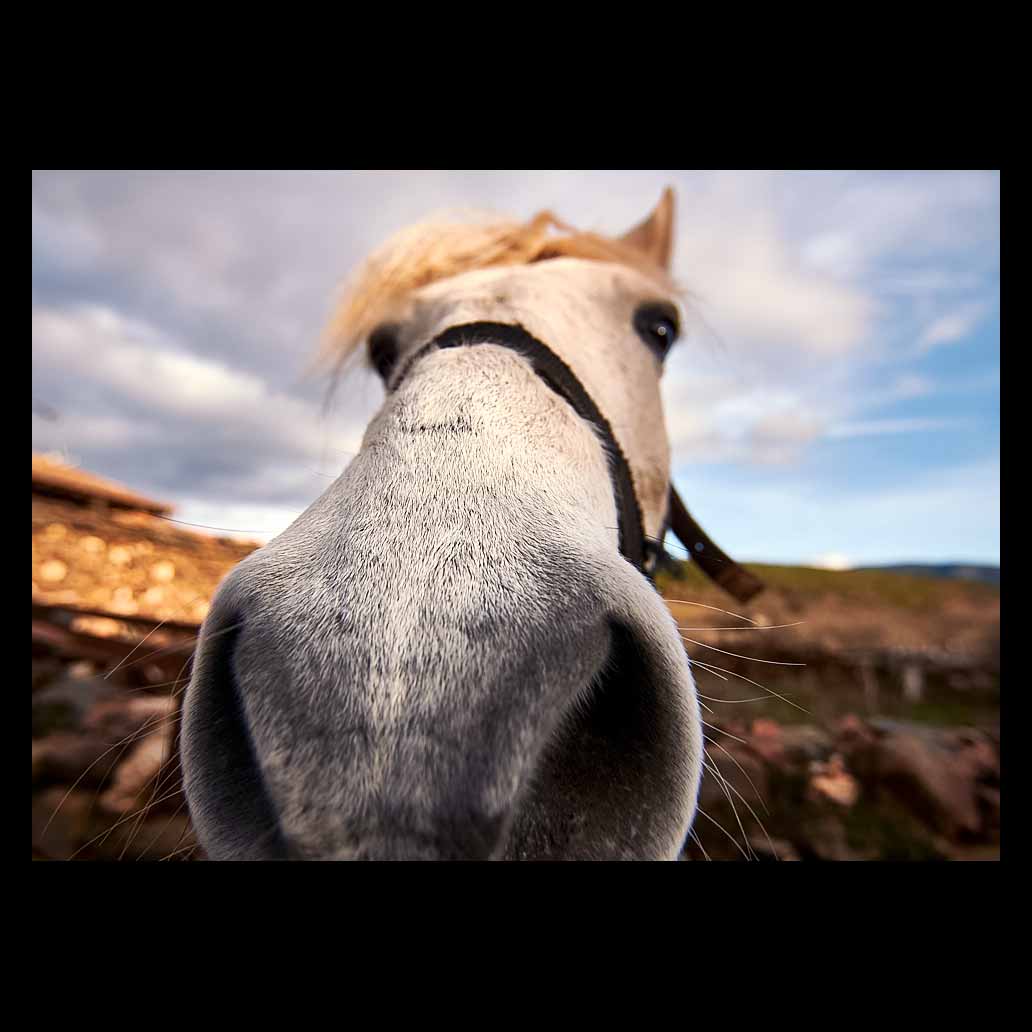Primer plano del morro de un caballo blanco curioseando