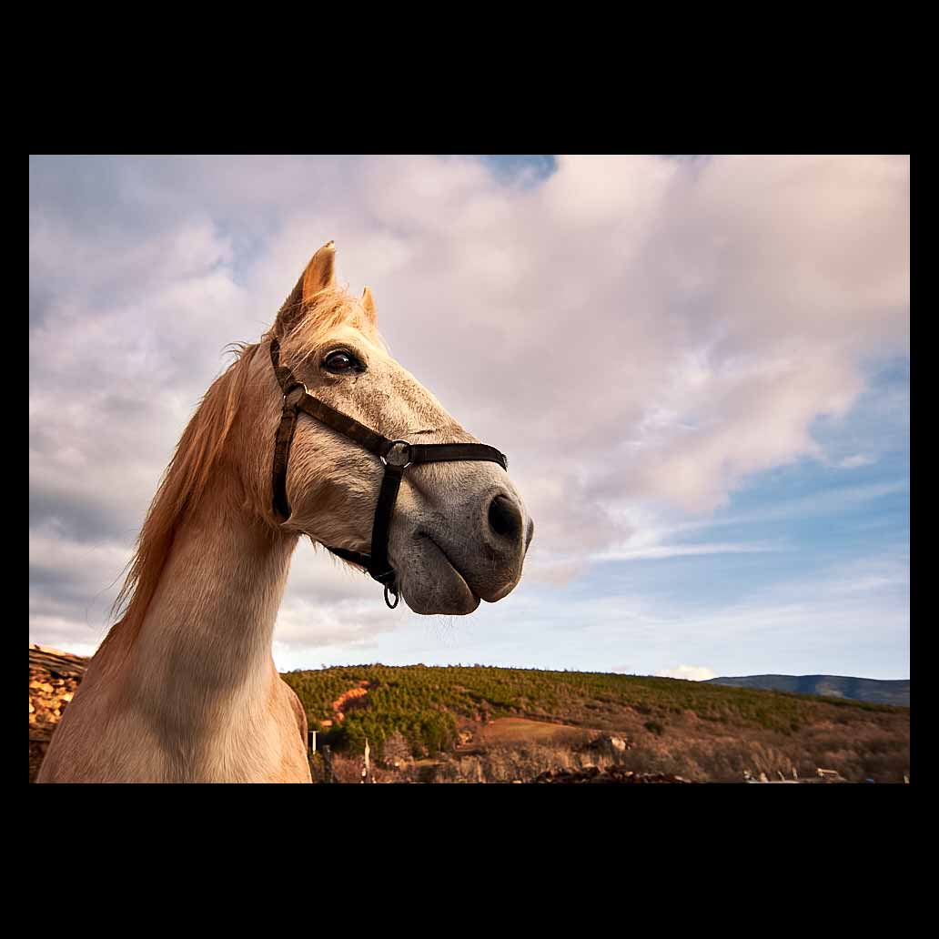 Nobility in the gaze of a horse