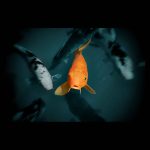 Carpa Koi naranja mira con curiosidad al fotógrafo