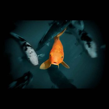 Carpa Koi naranja mira con curiosidad al fotógrafo