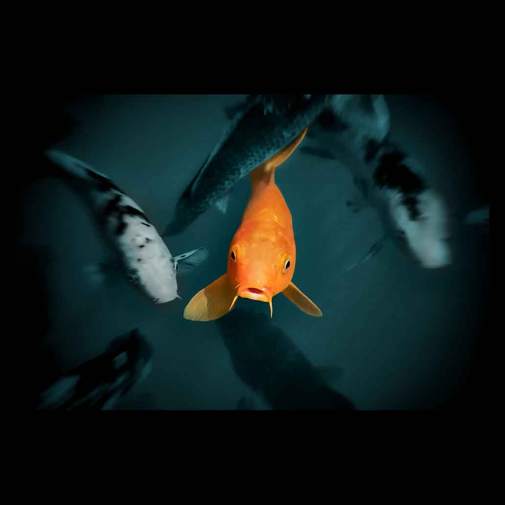 Carpa Koi naranja mira con curiosidad al fotógrafo