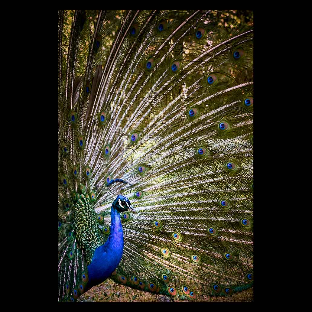 Precioso Pavo Real expone su plumaje colorido