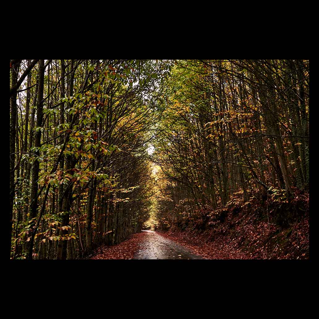 Carretera poco transitada entre castaños tras el paso de la lluvia