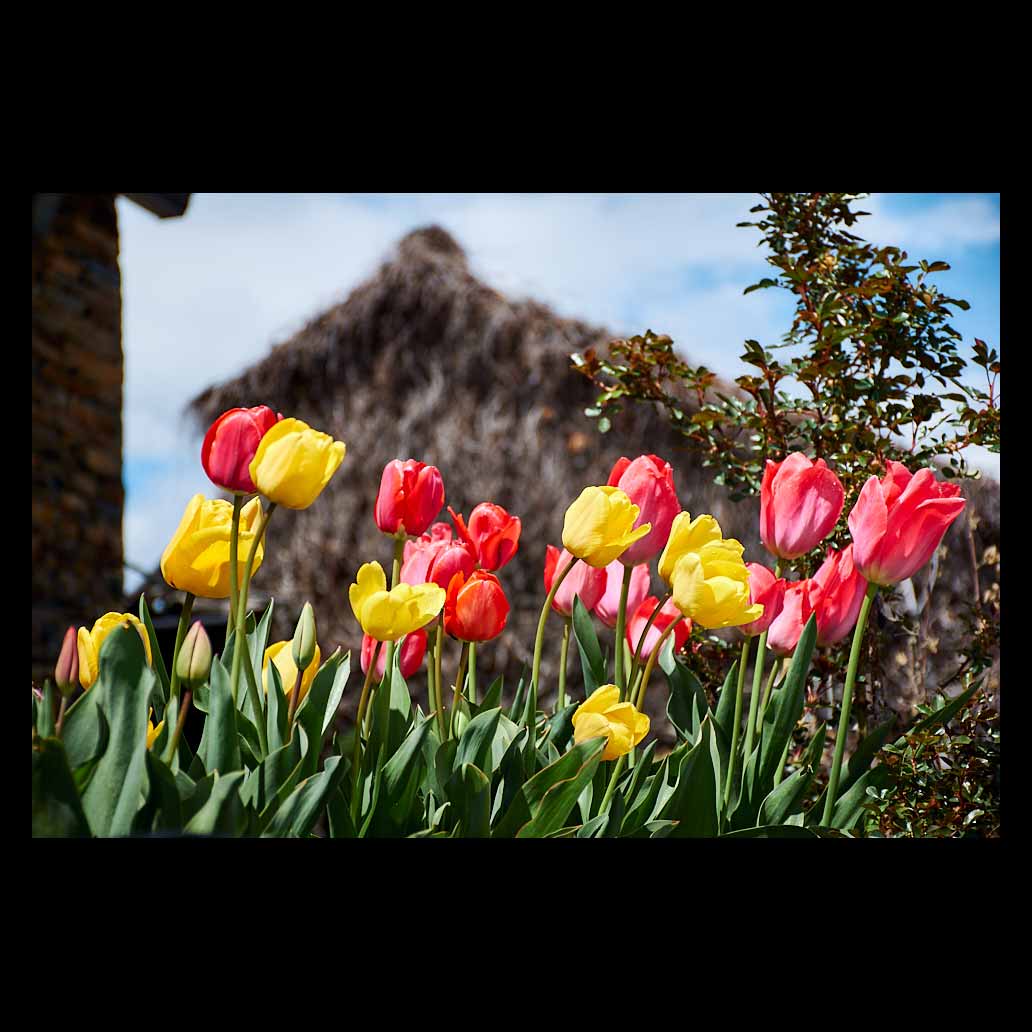 Tulips in the sun