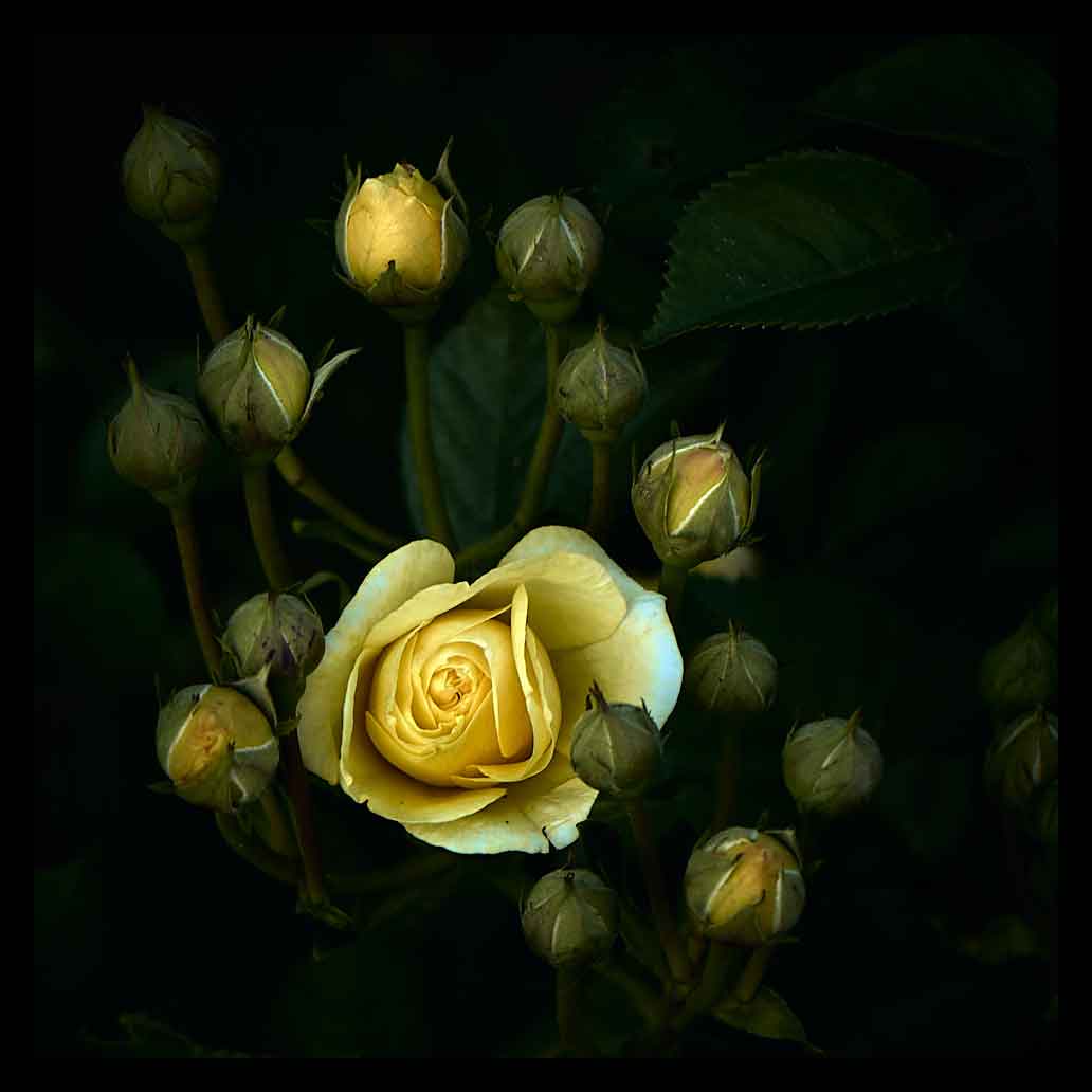 Yellow roses blooming