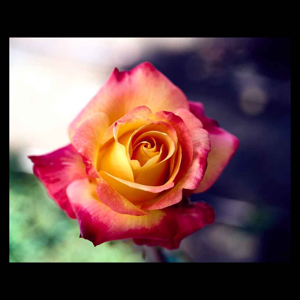 Rosa Cabaret: A colorful show