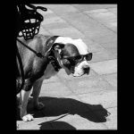Dog with glasses protects himself from the sun