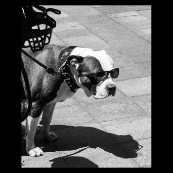Perro tranquilo se protege del sol con gafas oscuras