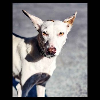 The knowing look of a stray dog