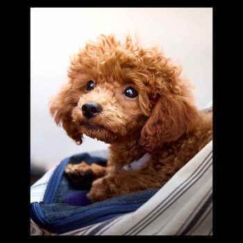 Tender look of a Red Poodle