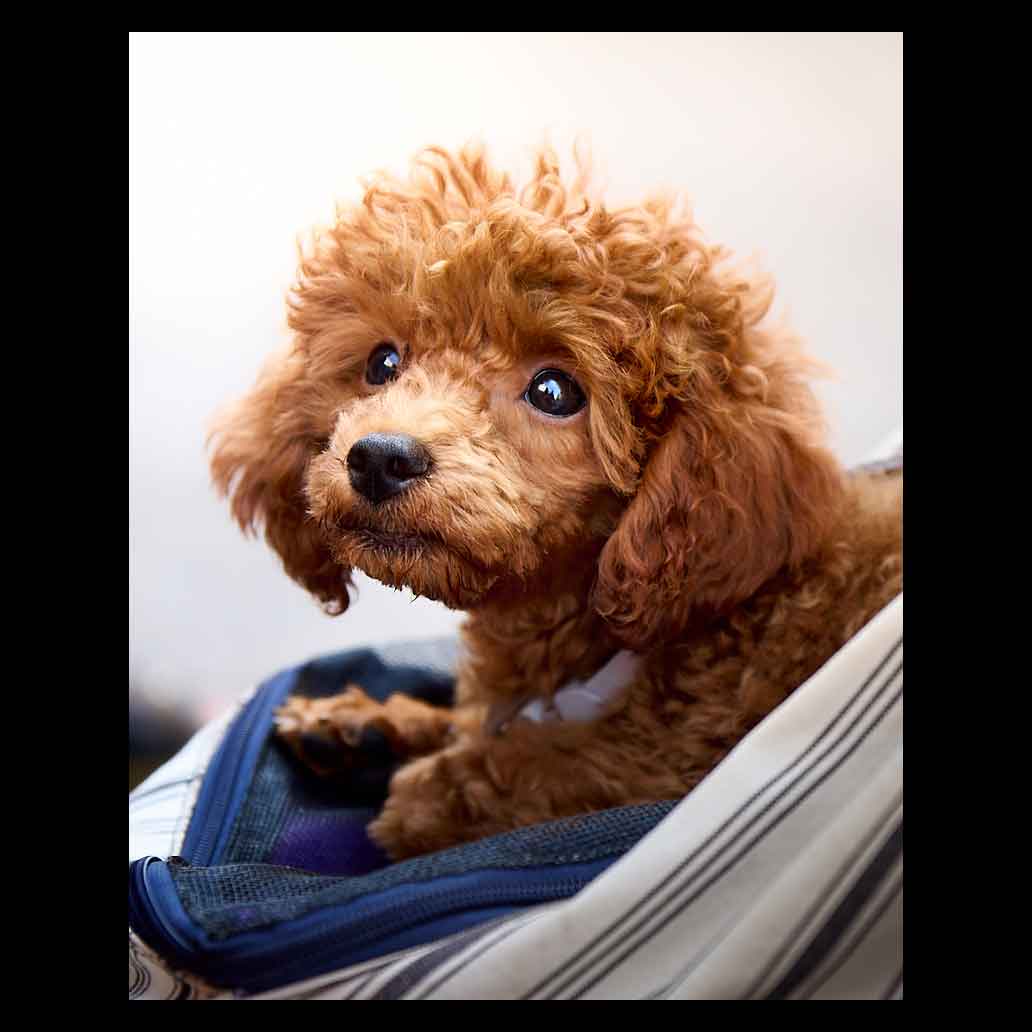 Tender look of a Red Poodle
