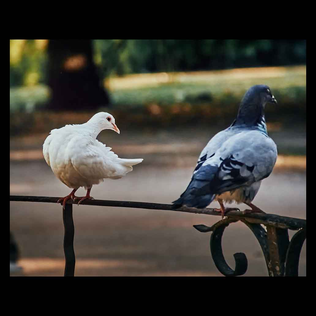 Paloma mira intensamente a palomo que se muestra indiferente
