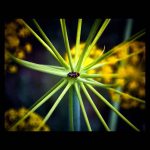 Insect on a dandelion plant