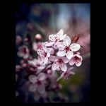 Spring: Cherry Blossom