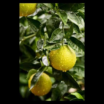 Lemon tree in the rain, lemon scent