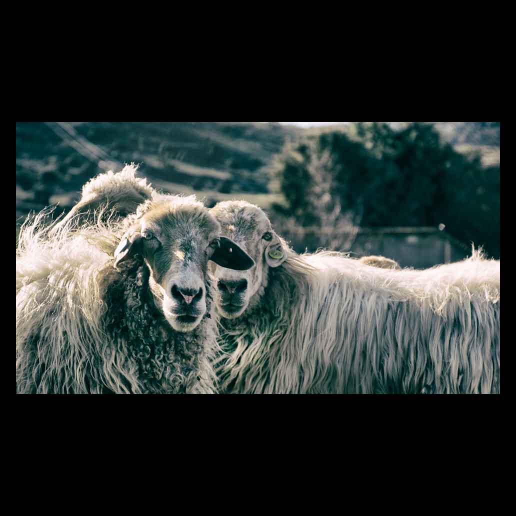 Dos ovejas miran desafiantes protegiendo su manada