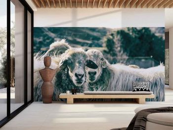 Fotografía de "Dos ovejas miran desafiantes protegiendo su manada" expuesta en pared de tienda