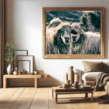 Fotografía de "Dos ovejas miran desafiantes protegiendo su manada" expuesta en pared de tienda